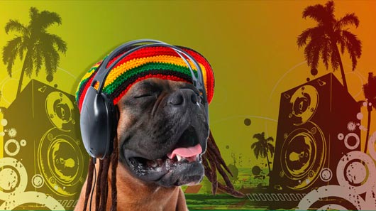 Pesquisa: cães preferem ouvir reggae e baladinhas de rock