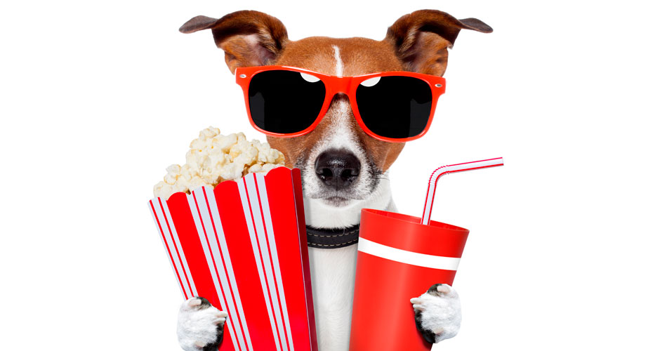Cachorros levam donos para o cinema neste domingo em SP