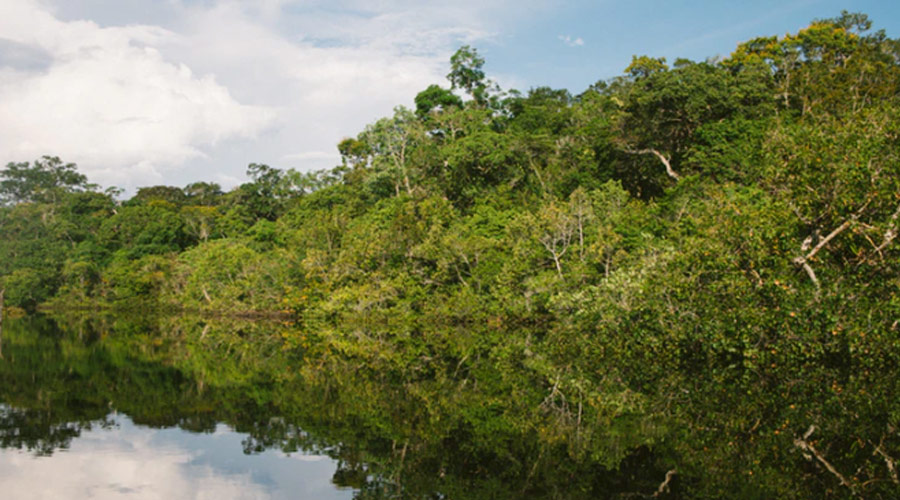 Pandemia terá impacto direto no desmatamento da Amazônia, diz site