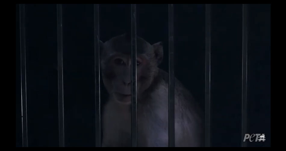 Iggy Pop doa canção para acabar com sofrimento de macacos usados em experiências de laboratório