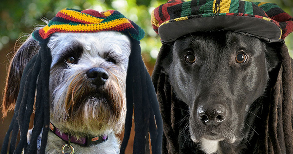 Reggae é o estilo musical preferido dos cães, diz pesquisa