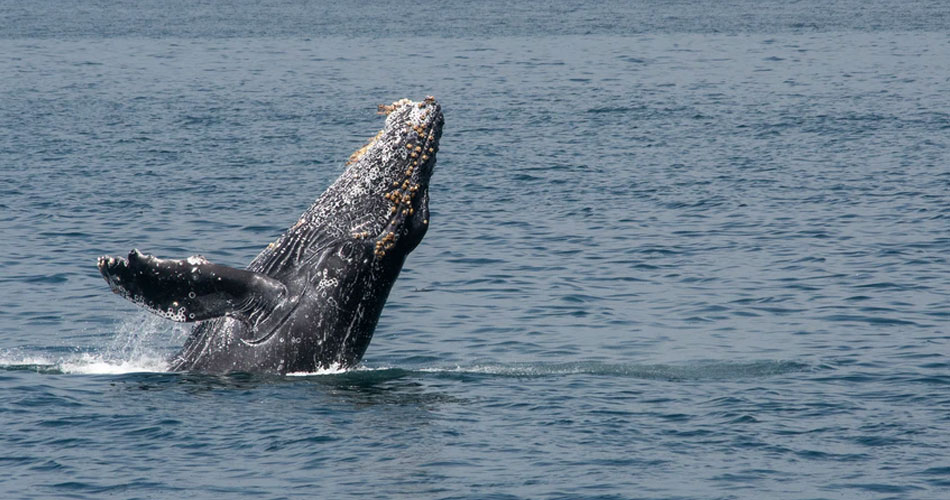 Baleias jubartes são removidas da lista de espécies ameaçadas da Austrália