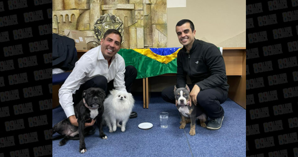 Itamaraty divulga fotos de pets de brasileiros resgatados na Polônia